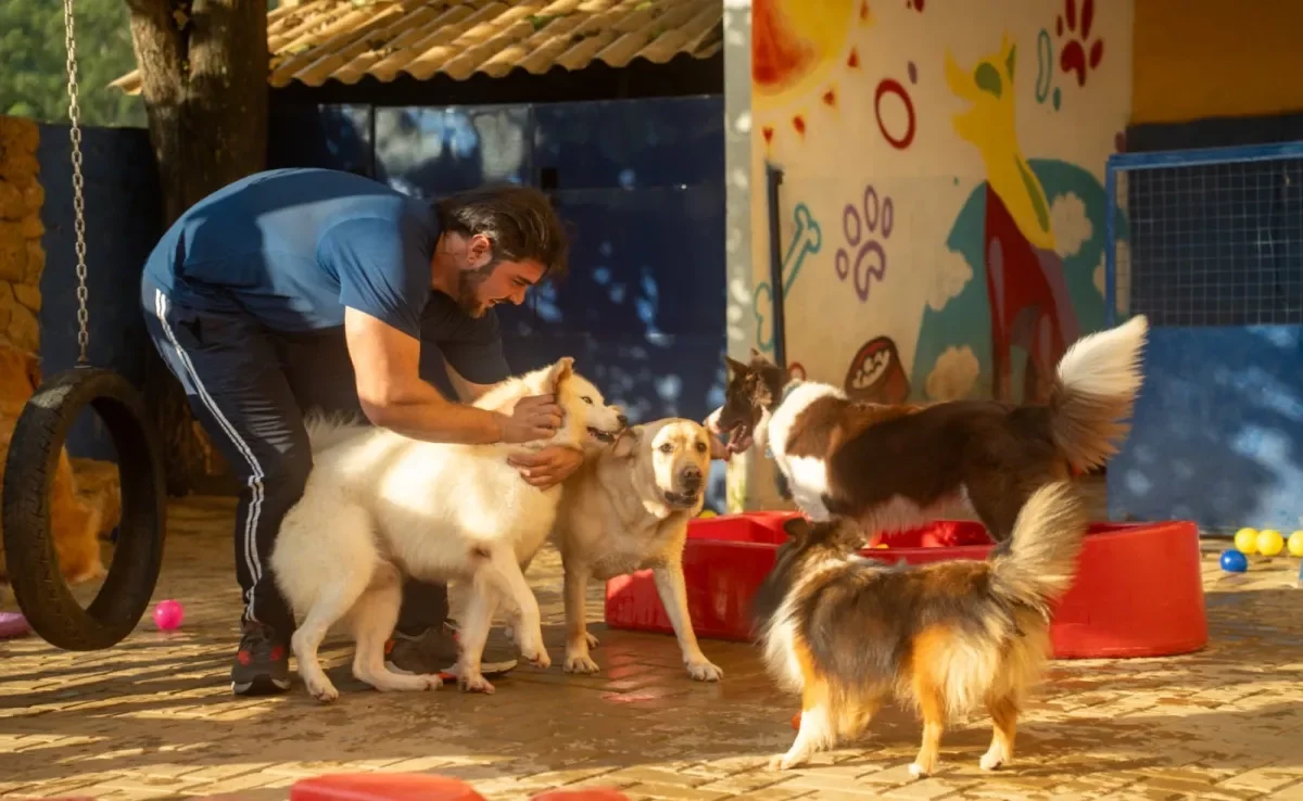 Em Belo Horizonte existem muitas opções de creche legal de cachorro (Créditos: Pet Migs)