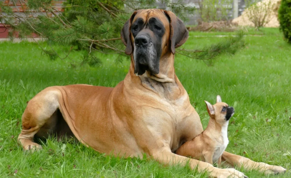 O cruzamento de cachorro não deve acontecer entre animais de tamanhos diferentes