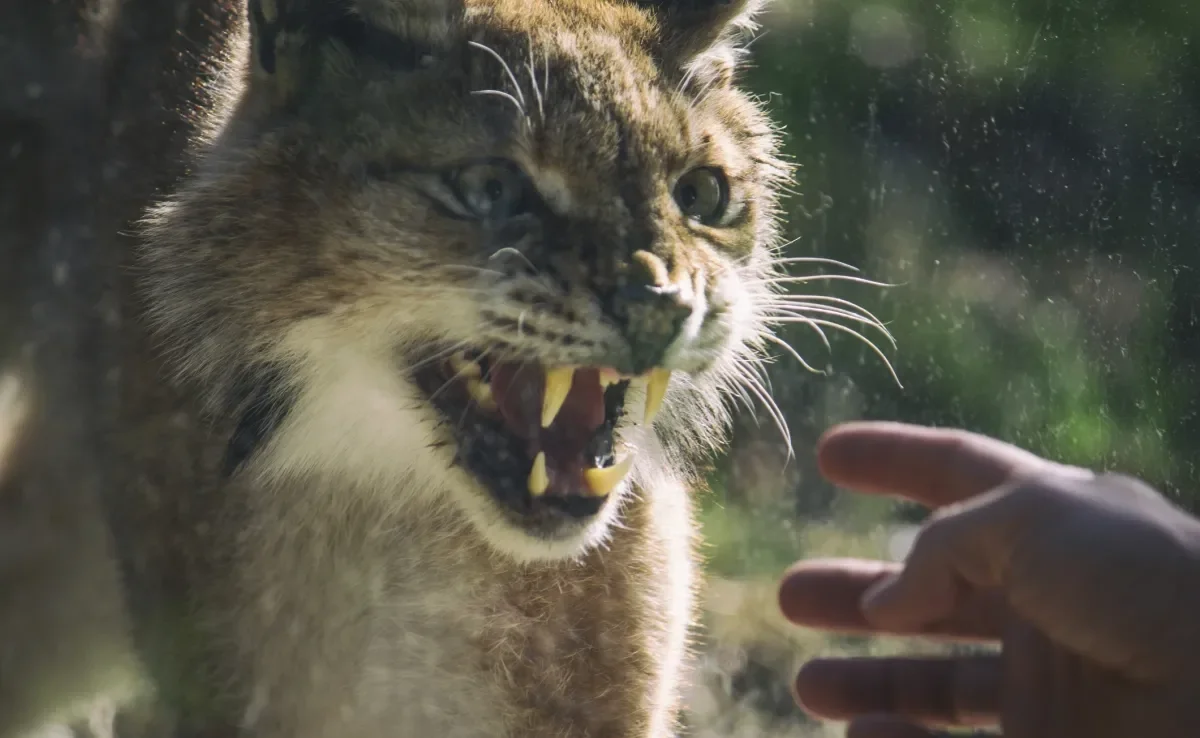 Descubra qual é o felino com a mordida mais forte