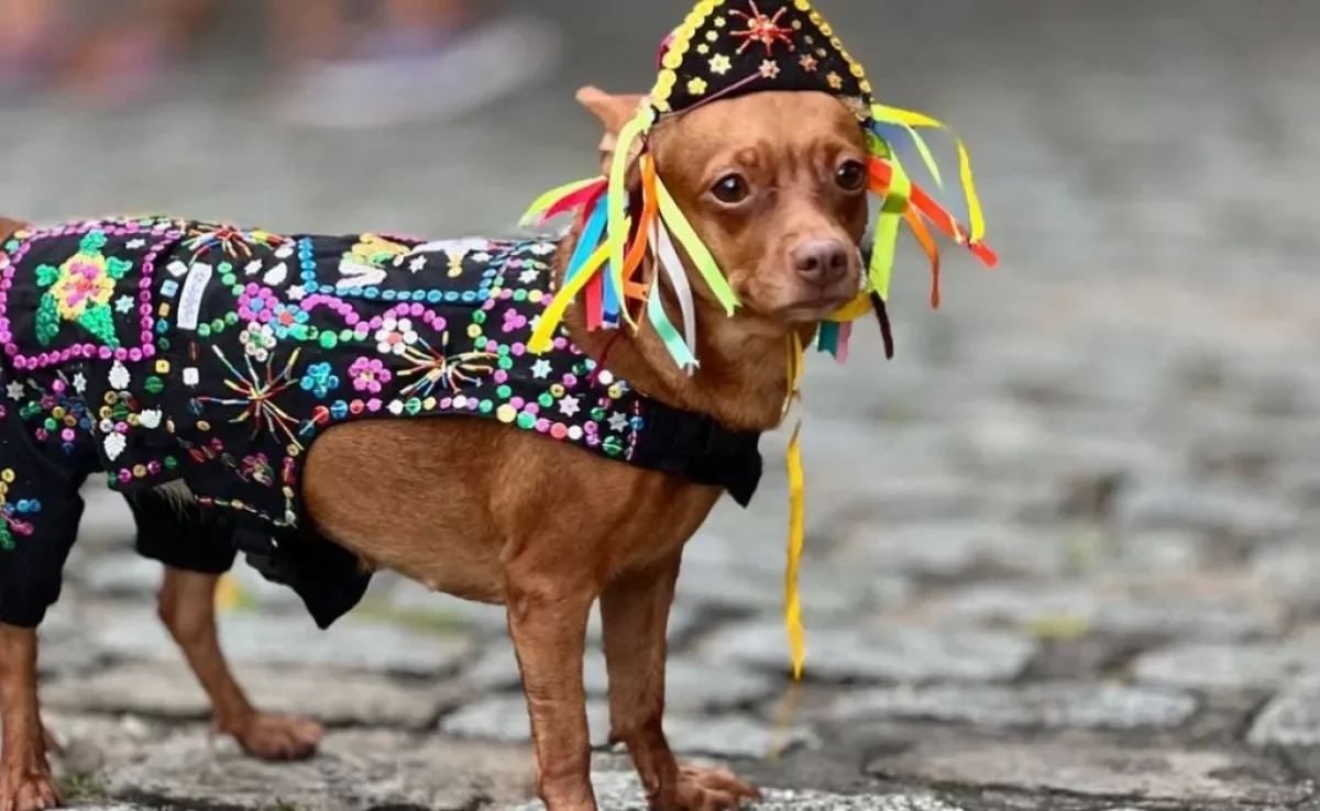 No São João do Maranhão, os cachorros viram pequenas estrelas (Créditos: X/@prisampaio)