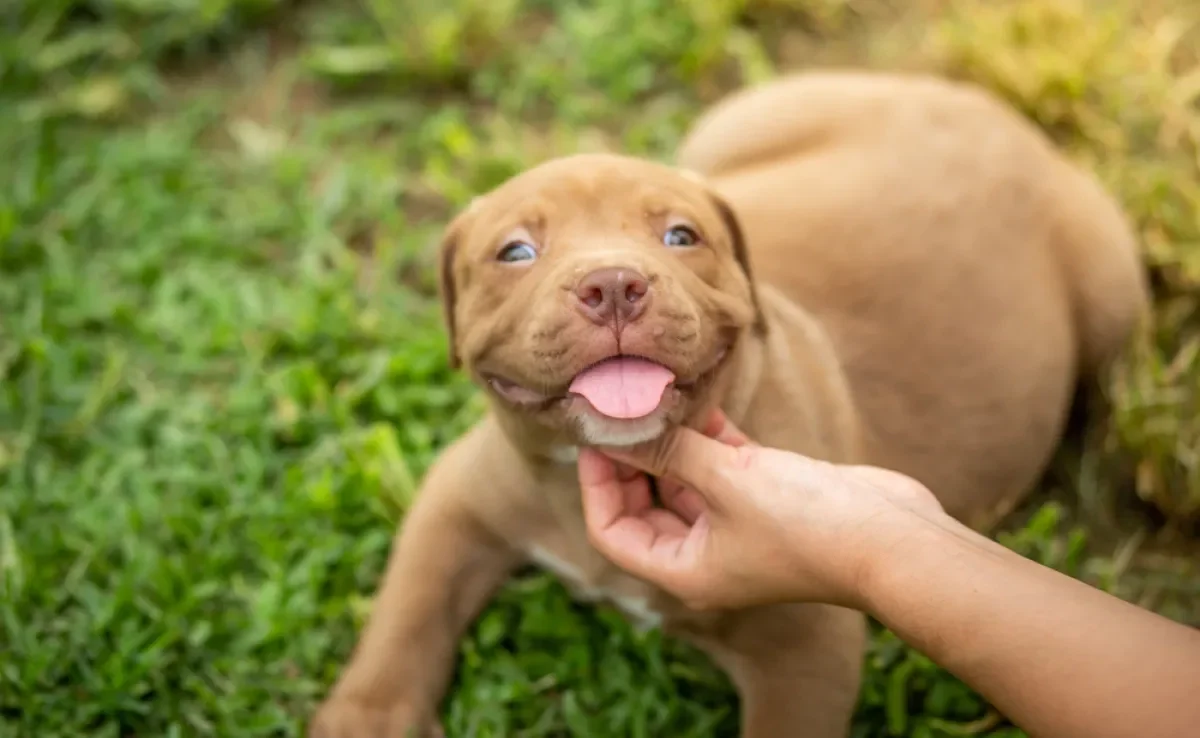 Treinar um filhote de Pitbull não é difícil, mas precisa de um pouco de paciência e estímulos positivos