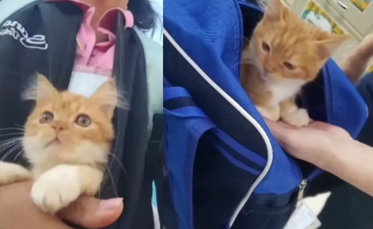  Gato laranja é levado escondido por criança de 2 anos para creche (Créditos: Instagram/@jenifer.festa)