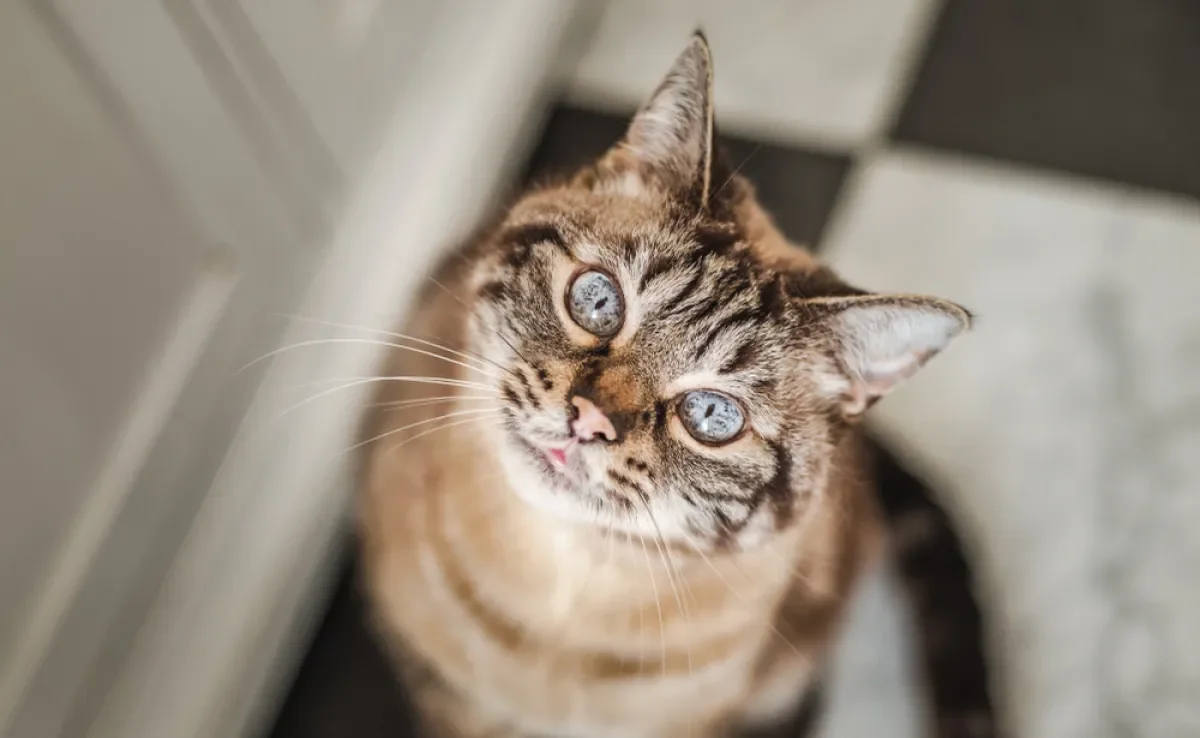 O gato idoso demonstra alguns sinais de velhice já a partir de 7 anos