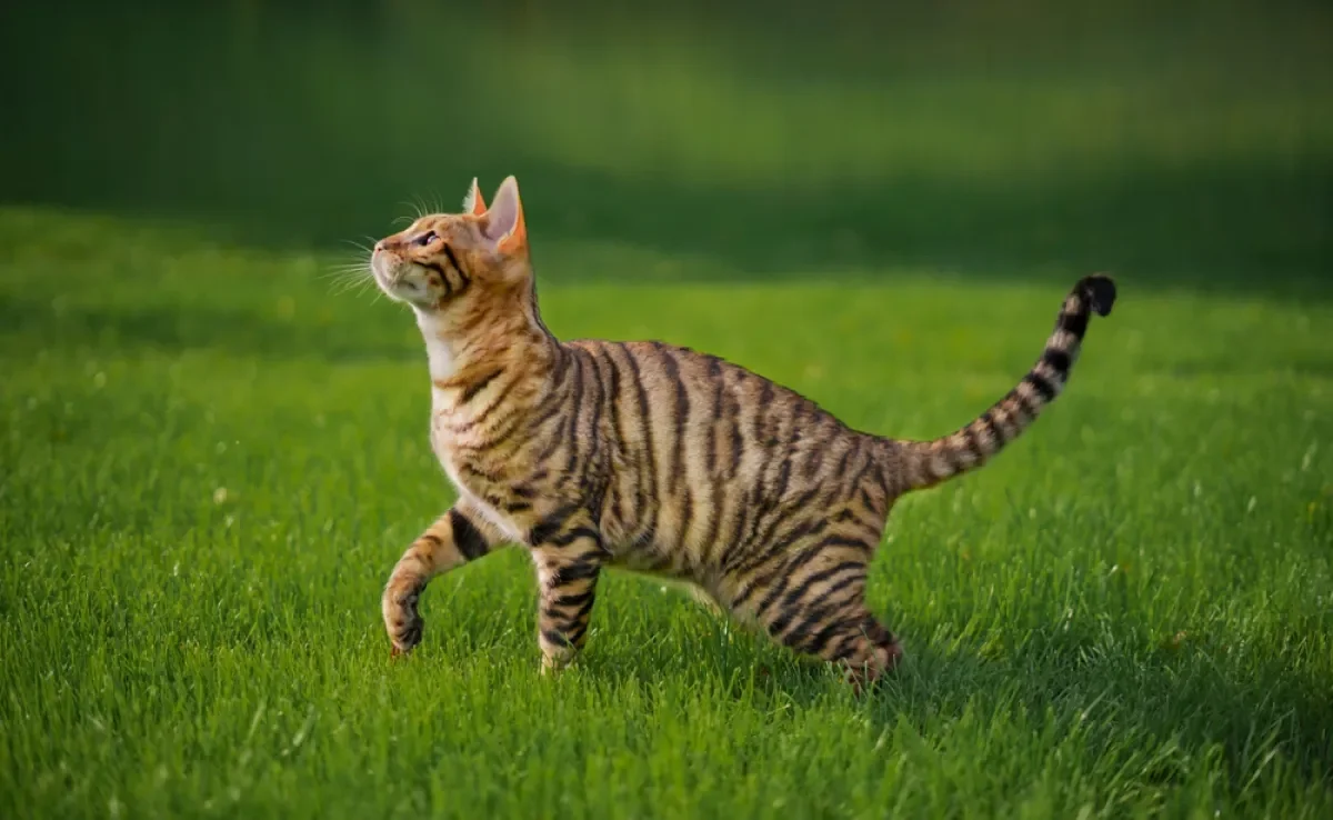 O gato malhado tem esse padrão de cor determinado por um gene