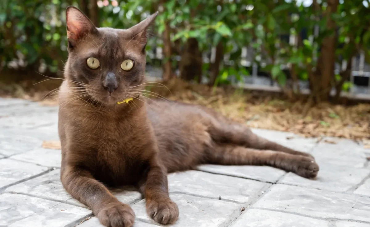 O gato marrom chama a atenção por ter uma cor de pelagem diferenciada