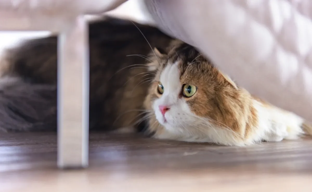 Se o seu gato se esconde com frequência, é bom entender o que pode estar acontecendo com ele