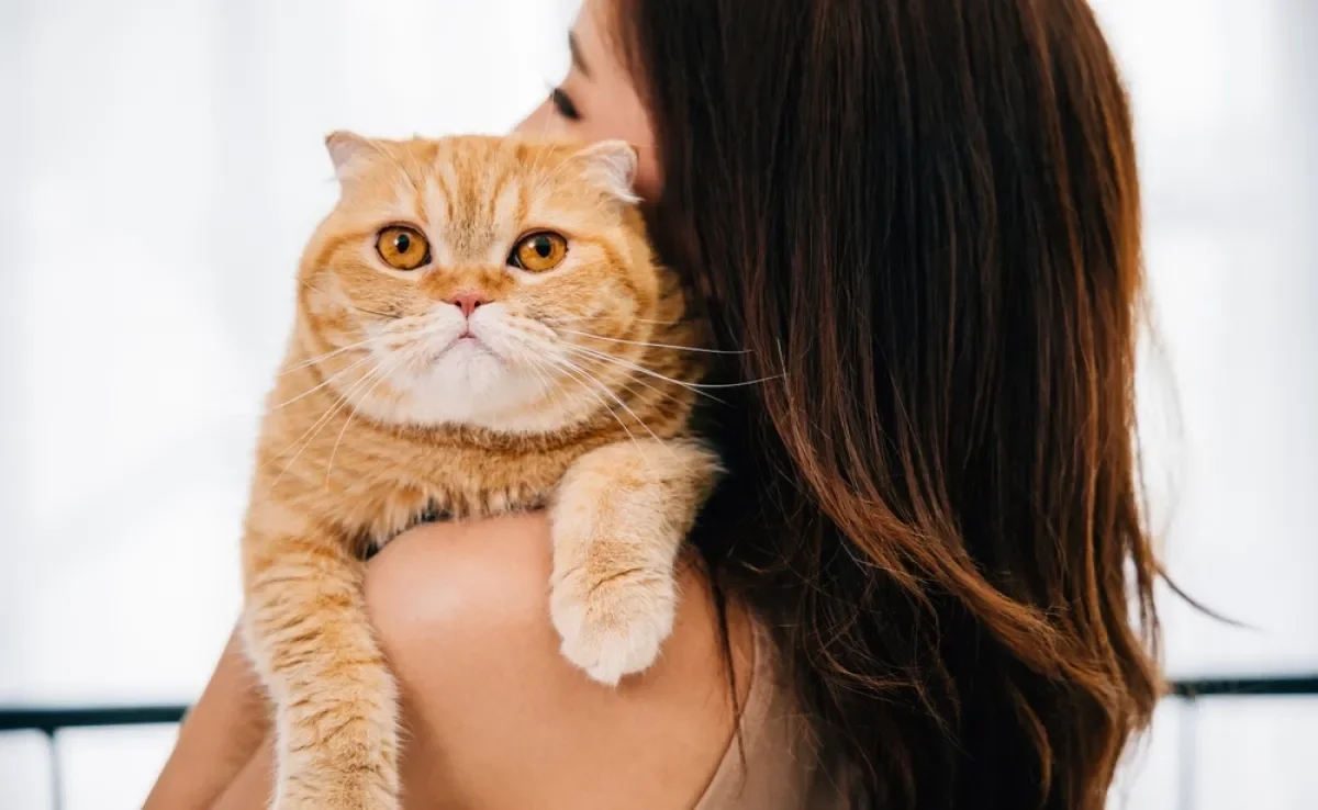 O gato sente falta do dono e dificilmente esquece tão rápido quem é da sua convivência