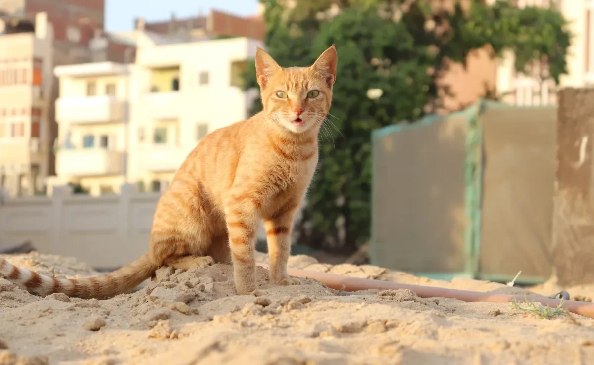 Os gatos no Egito representavam boa sorte e proteção e eram vistos como seres divinos