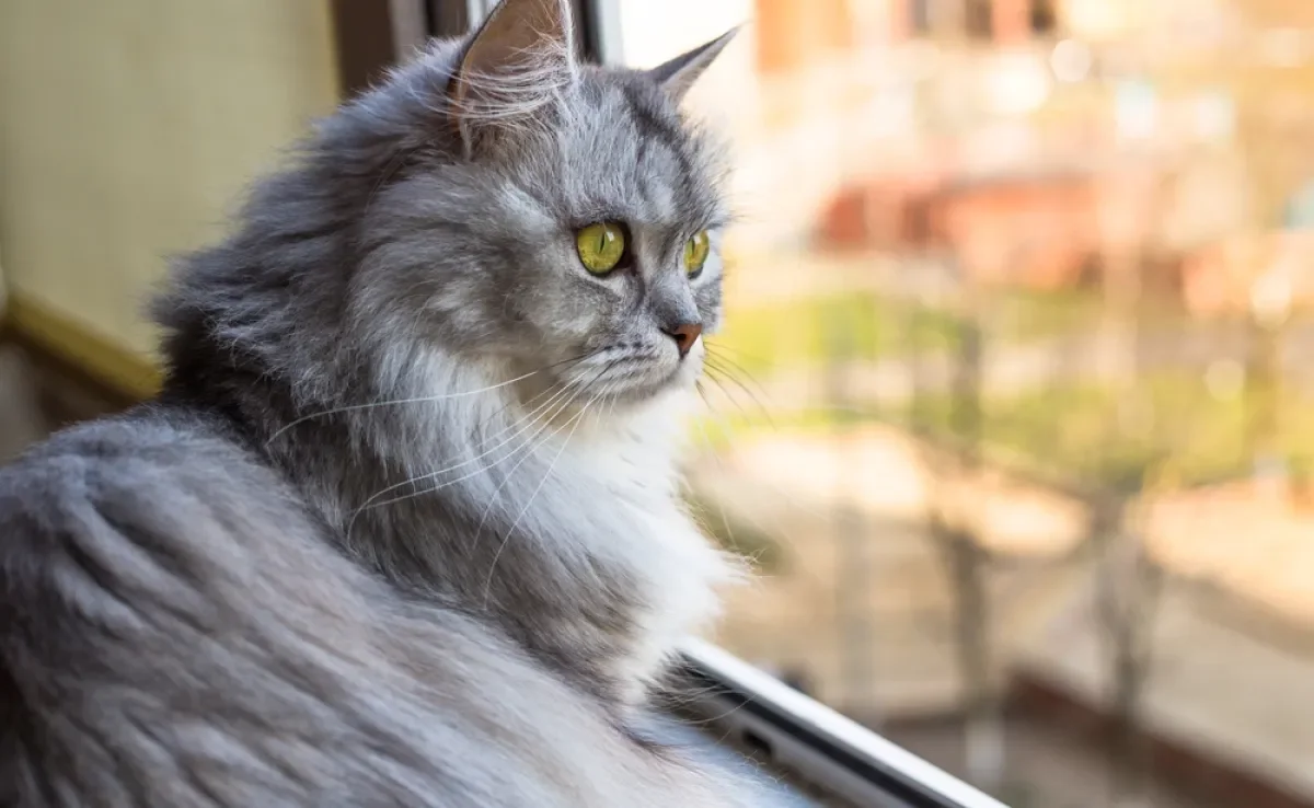 Os gatos sentem saudades dos donos, mas não demonstram isso tão abertamente