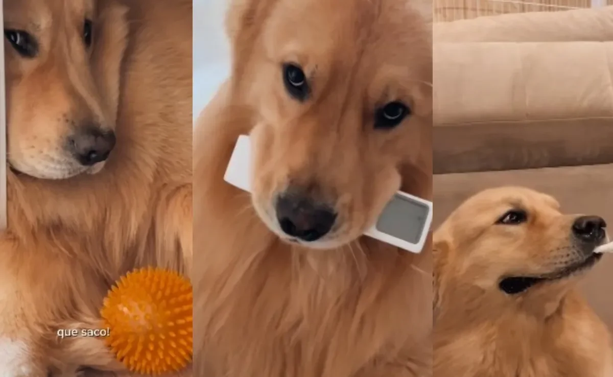 Golden Retriever reclama de não poder fazer nada em casa (Créditos: Instagram/ @gutoogolden)