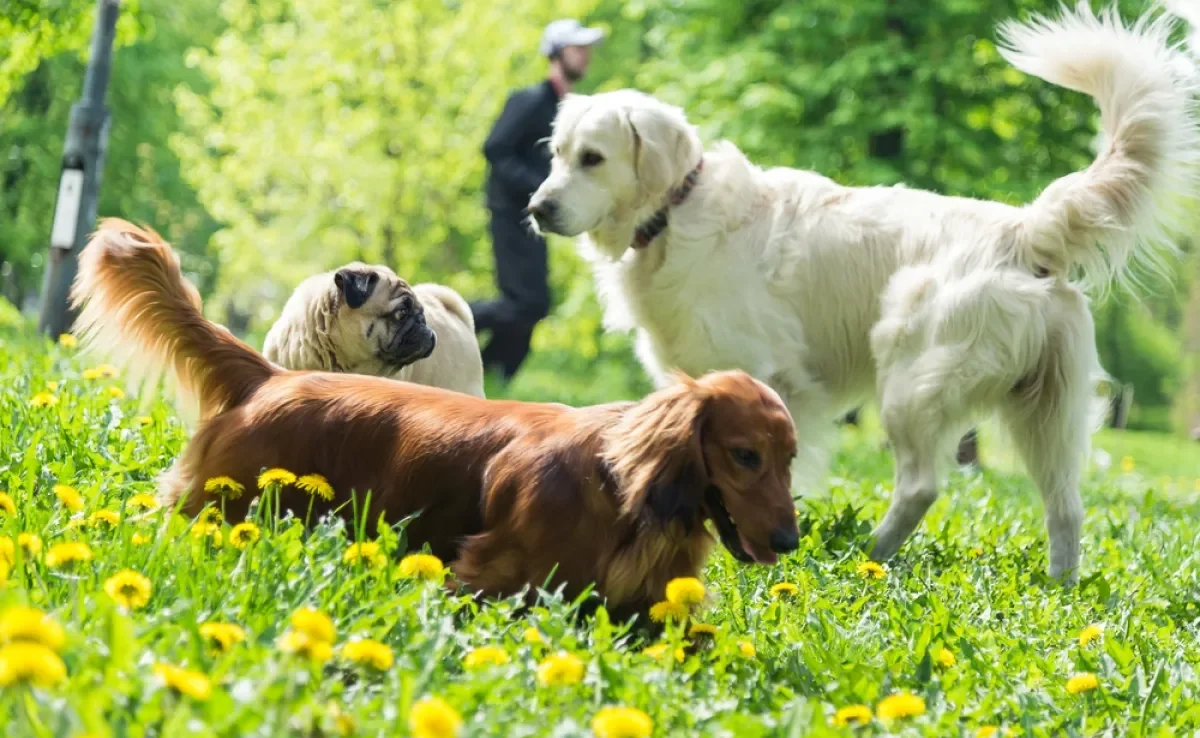 Uma mutação faz o Labrador sentir mais fome do que as outras raças