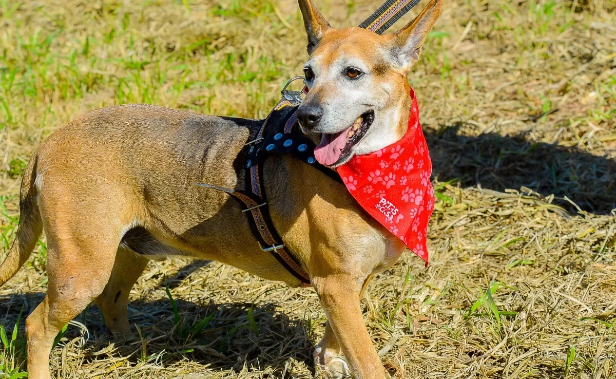 Thor é um dos nomes para cachorro mais populares de todos (Créditos: AAANO)