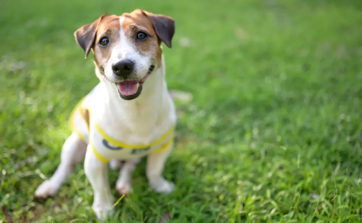 Confira quais são as raças de cachorro que vivem mais tempo