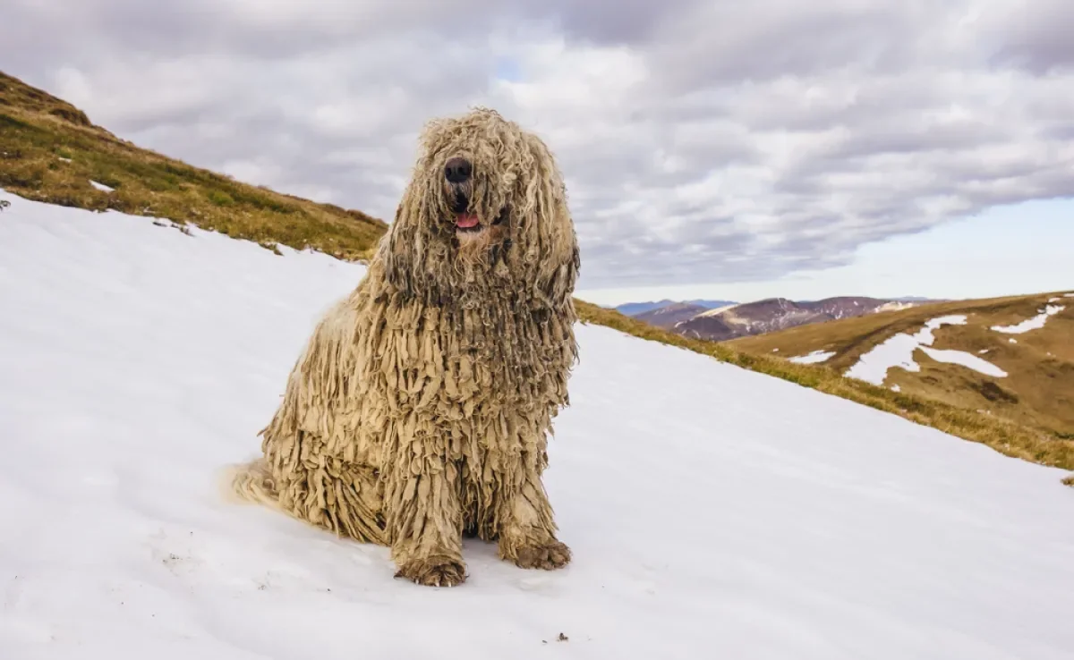 Doméstico ou selvagem? Confira 5 raças de cachorro que parecem animais selvagens