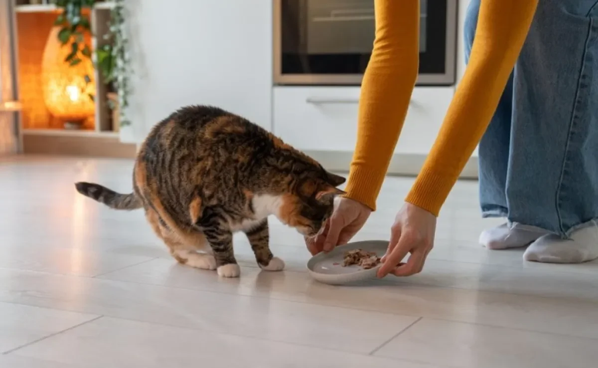 O sachê para gatos tem um alto teor de umidade que contribui com a hidratação felina