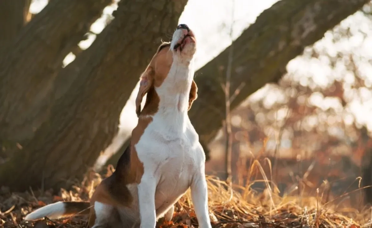 O significado de sonhar com cachorro pode mudar de acordo com o contexto