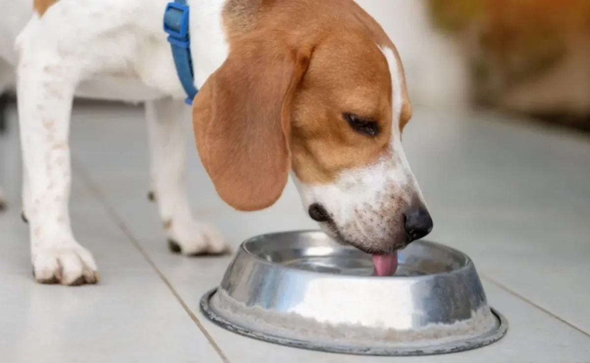 O soro caseiro para cachorro pode ser muito útil em alguns casos