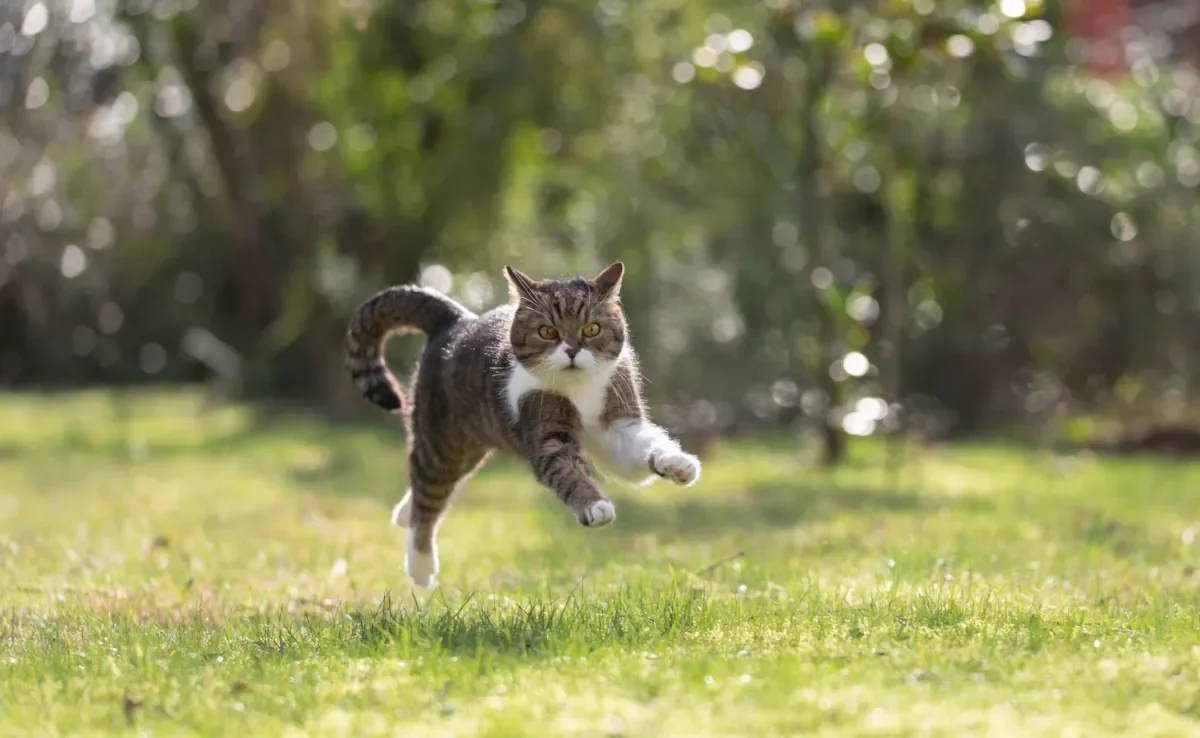 A velocidade de um gato ultrapassa o recorde de velocista olímpico 