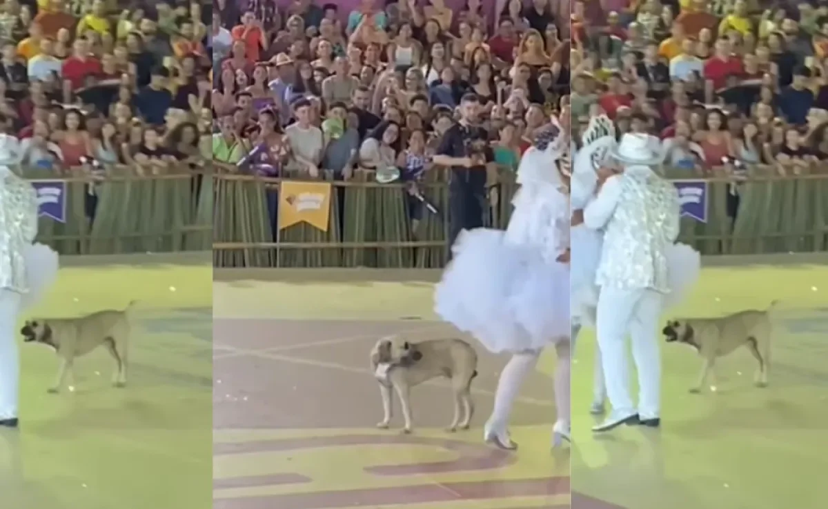 O vira-lata caramelo transformou a quadrilha em uma cãodrilha (Créditos: Instagram/@conexaojuninaoficial)