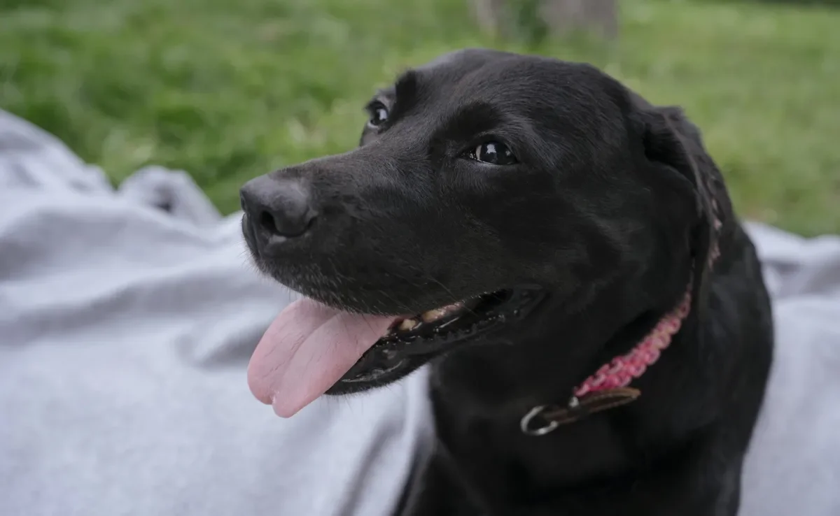  Os nomes criativos para cachorro fêmea podem ser inspirados em personagens famosos, como a Wandinha