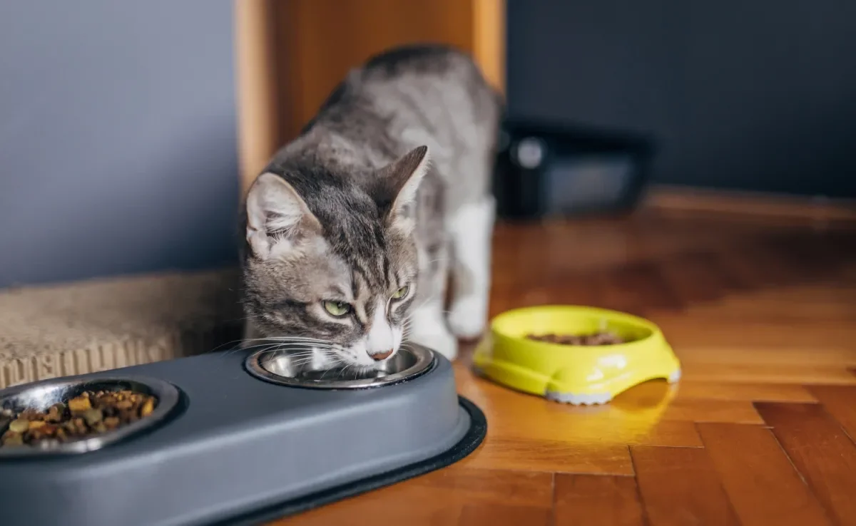 Descubra como fazer o gato beber água no dia a dia