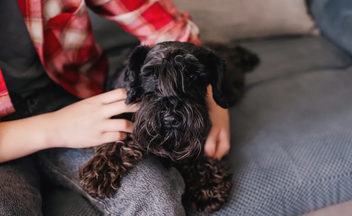 Descubra depois de quanto tempo o cachorro esquece o dono