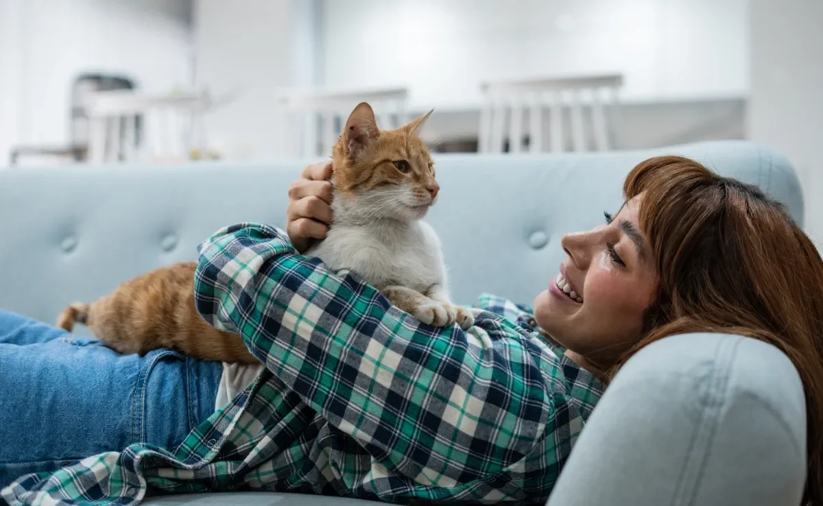 Quando o gato deita na sua barriga ele pode estar marcando território 