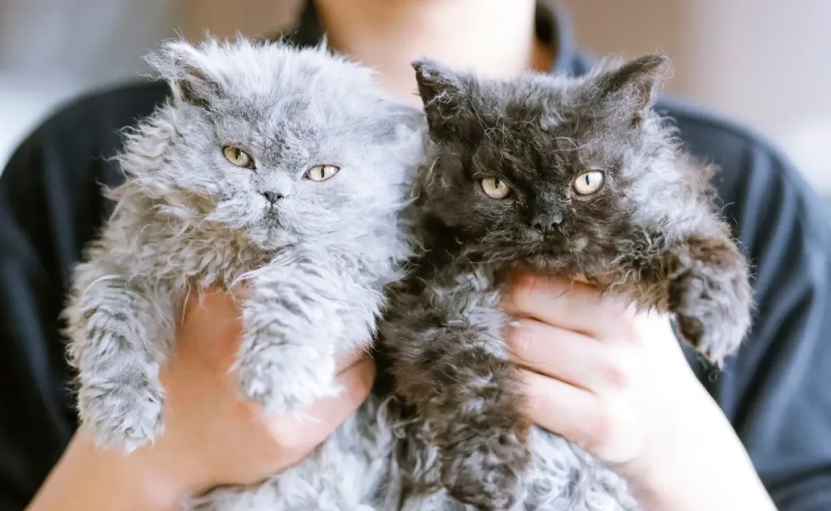 O Selkirk Rex é um gato exótico de pelagem cacheada