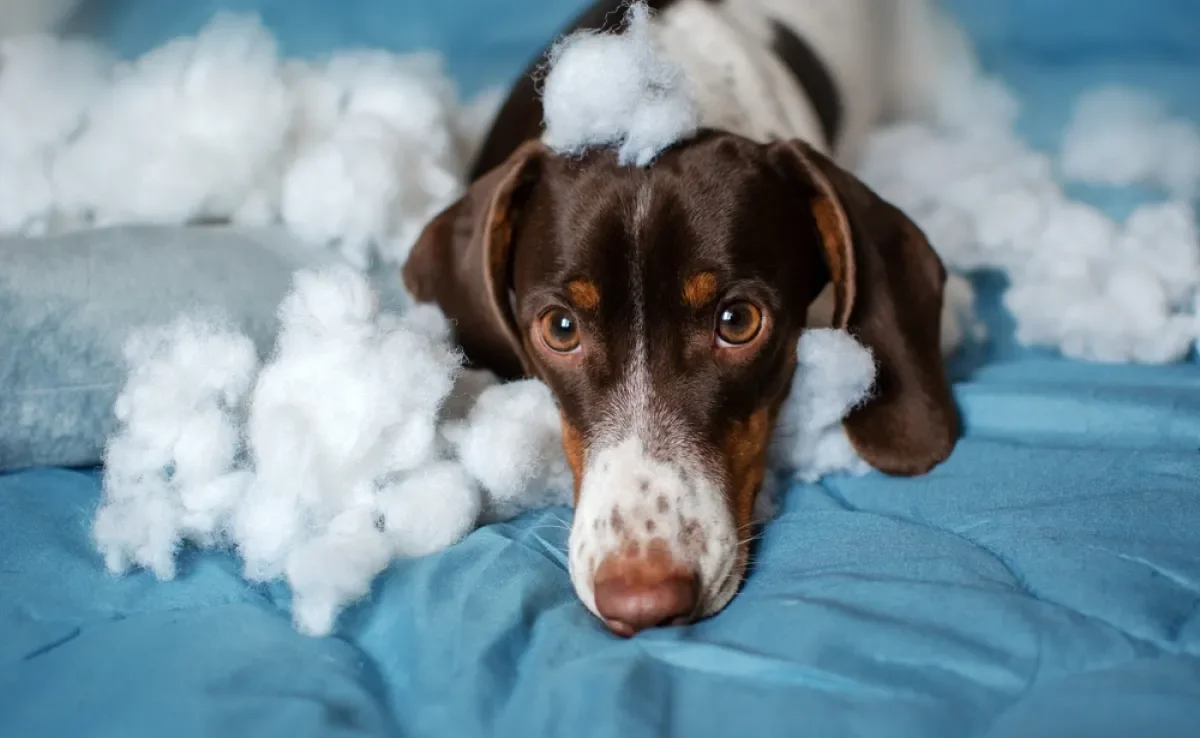 A ansiedade de separação pode desencadear comportamentos destrutivos no cachorro