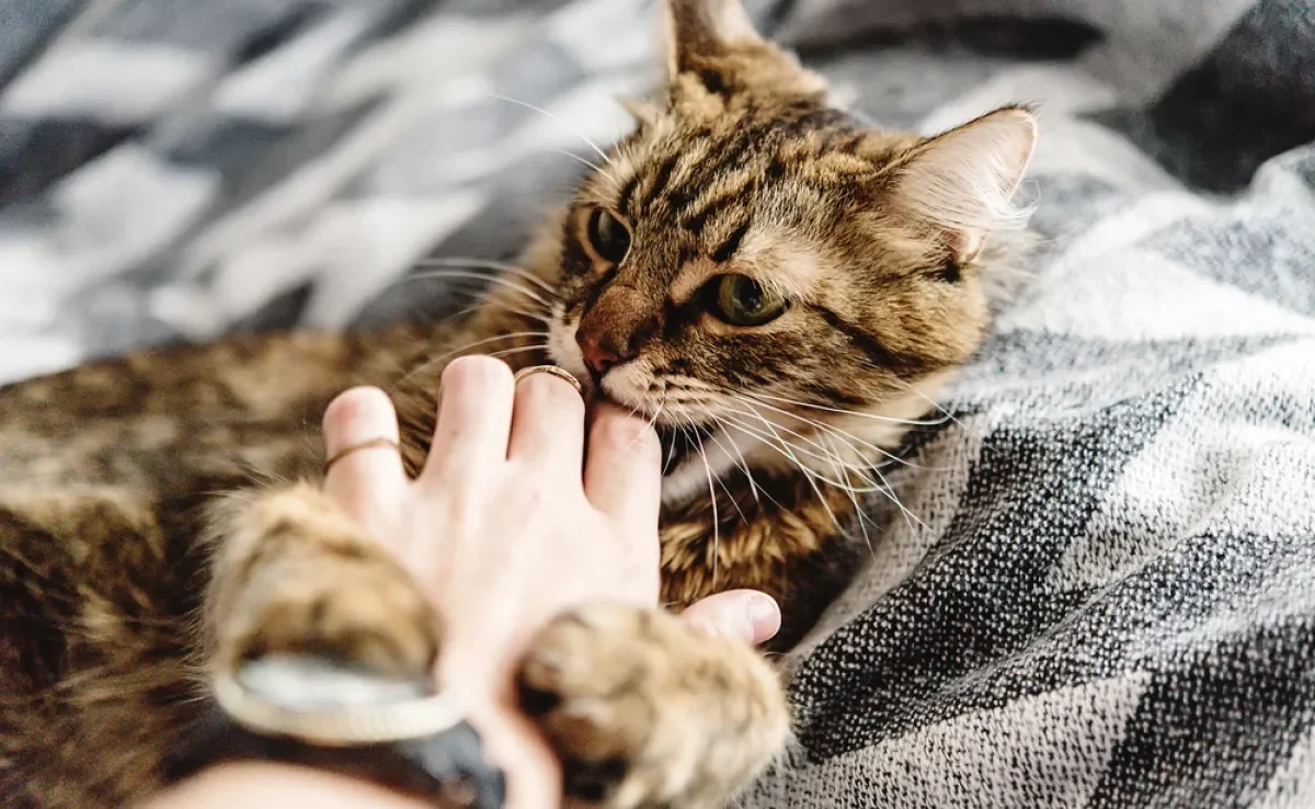 O arranhão e a mordida de gato pode não representar nada grave, mas é preciso ter atenção