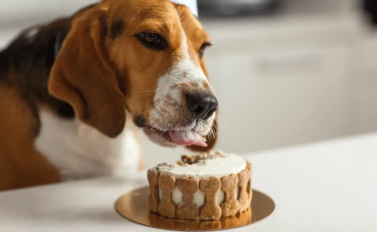 Fazer um bolo para cachorro é uma forma de demonstrar o quanto o peludo é especial na sua vida 