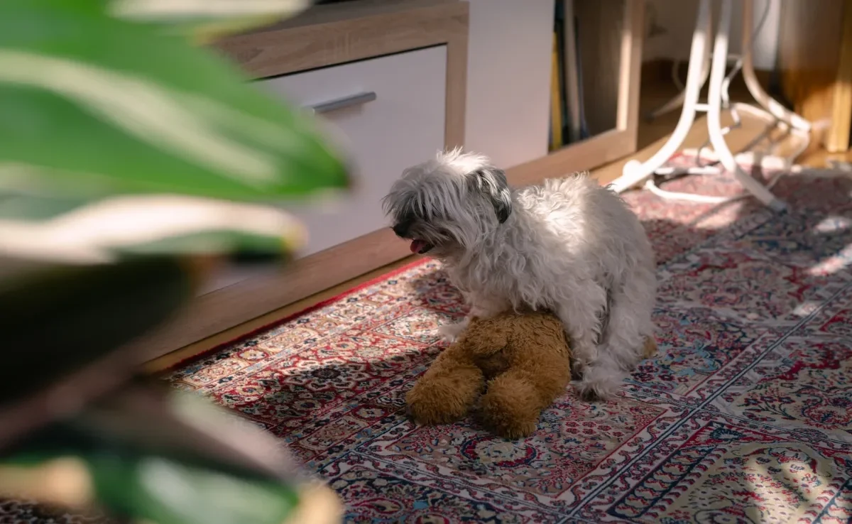 O cachorro "cruzando" com ursinhos de pelúcia é um comportamento instintivo da espécie