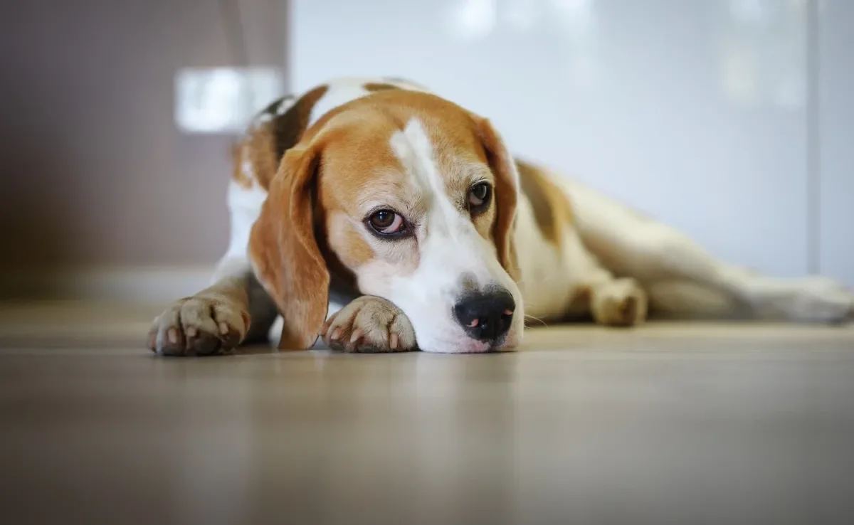 As emoções humanas podem deixar o cachorro estressado, feliz ou triste