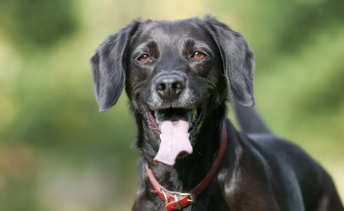 O cachorro preto carrega a fama de ser agressivo, mas são cães amorosos, leais e divertidos 