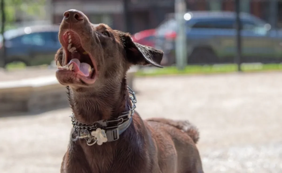 Saber como desengasgar cachorro pode salvar a vida do seu amigo de quatro patas