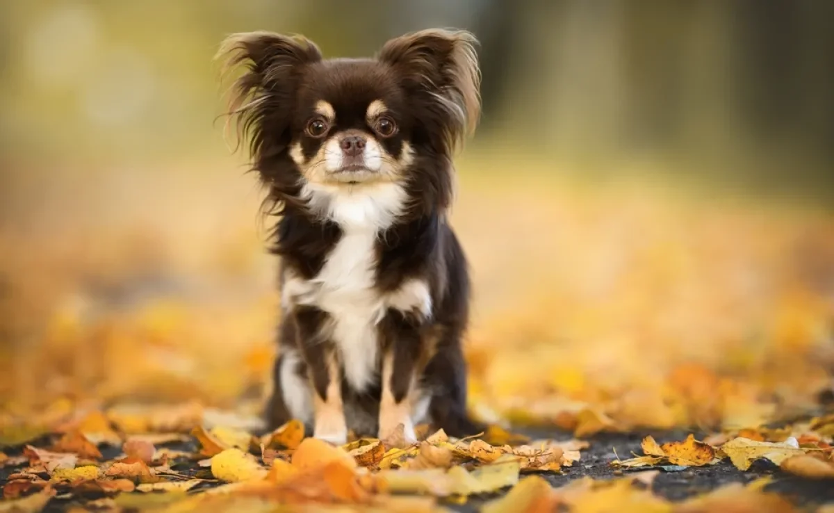 Tem cachorro pequeno que é difícil não se apaixonar, mas você sabe quais são as menores raças do mundo?