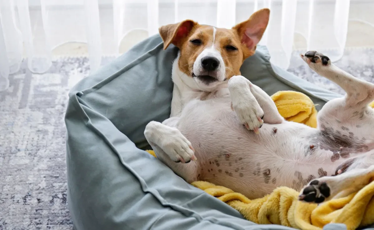 Existem vários modelos de cama para cachorro, saiba como escolher a opção ideal para o seu pet