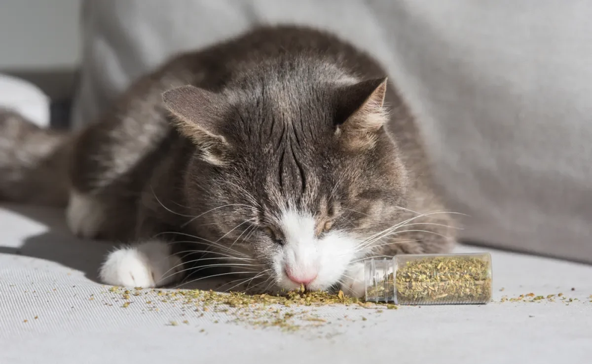 O catnip costuma deixar os gatos bem ativos e depois relaxados