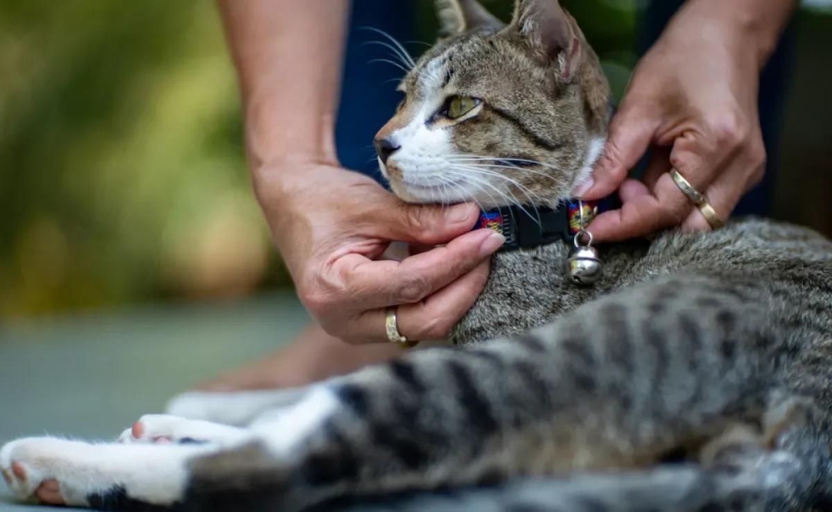 A coleira para gato com guizo pode parecer inofensiva, mas esconde uma série de problemas