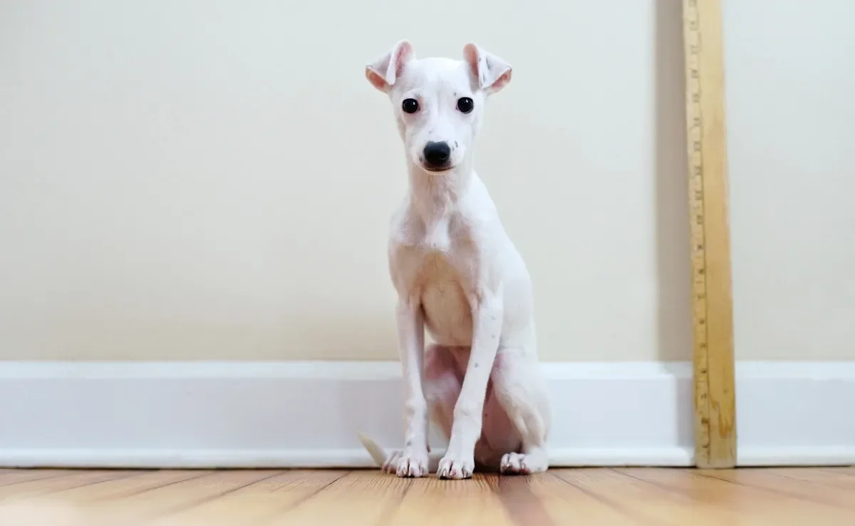 Veja como medir cachorro para comprar os acessórios corretos