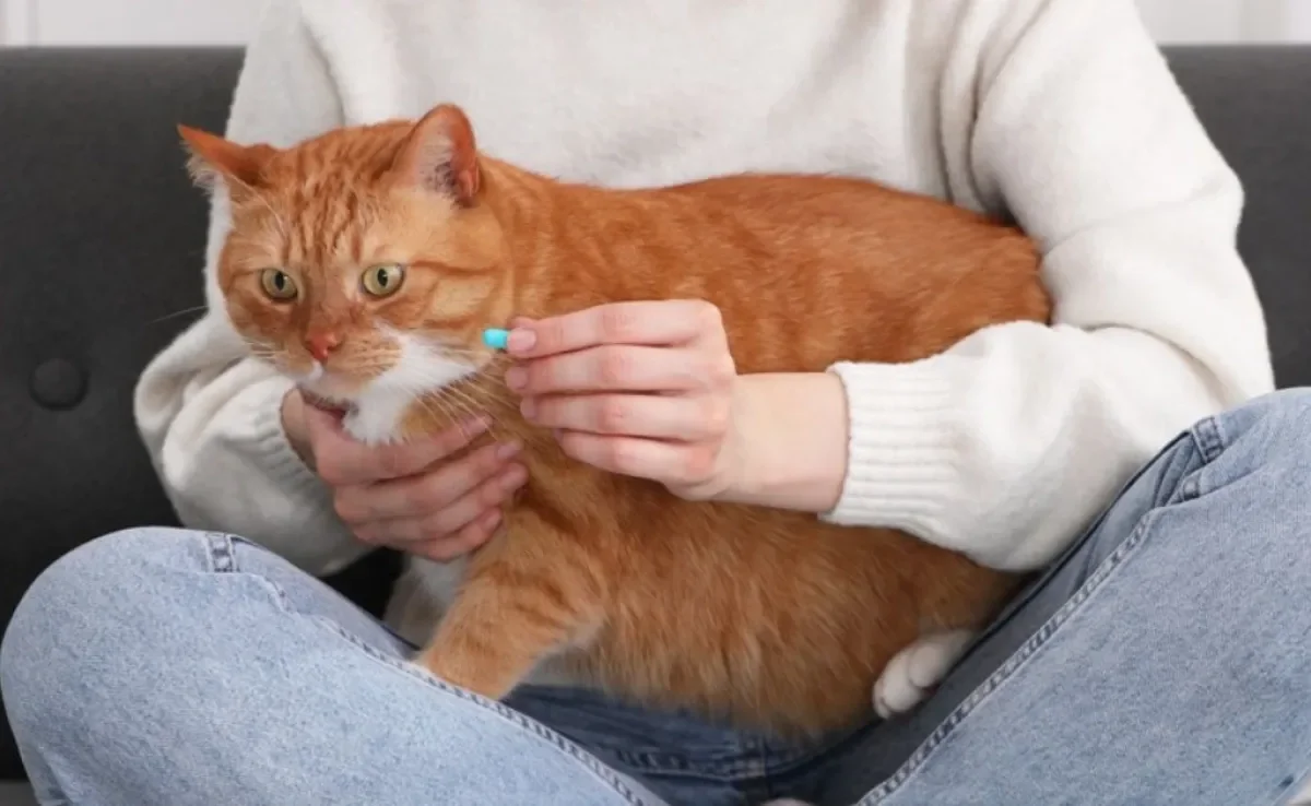 Saber como dar comprimido para gato não é tão difícil quanto parece