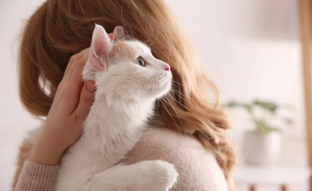 O gato escolhe o dono e demonstra isso de diversas maneiras