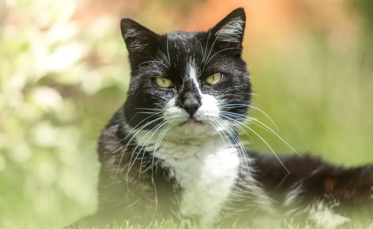 As diferentes cores de gatos carregam também diferentes significados