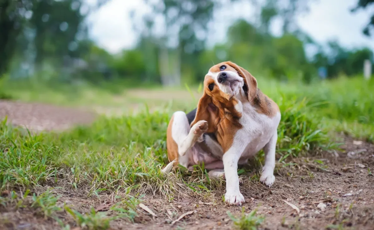 A doença do carrapato em cachorro provoca uma série de sintomas, como coceira, febre e vômitos