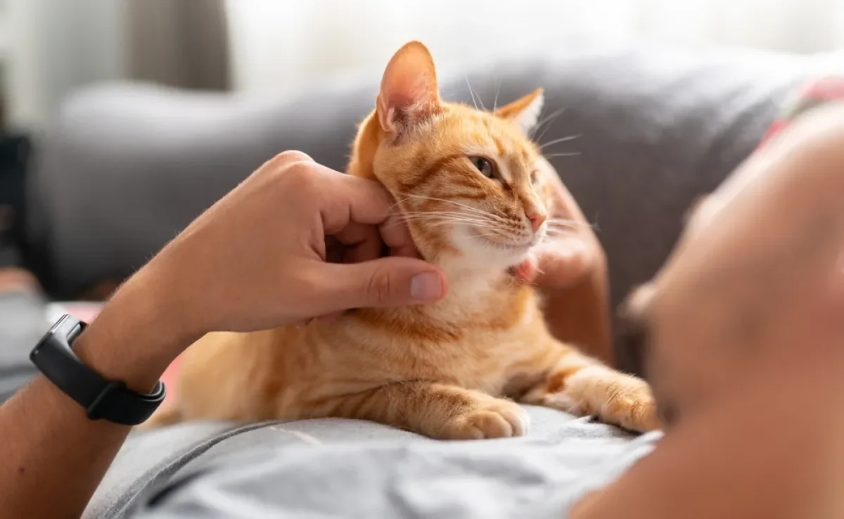 Algumas frases de gato são ótimas para usar em diferentes circunstâncias