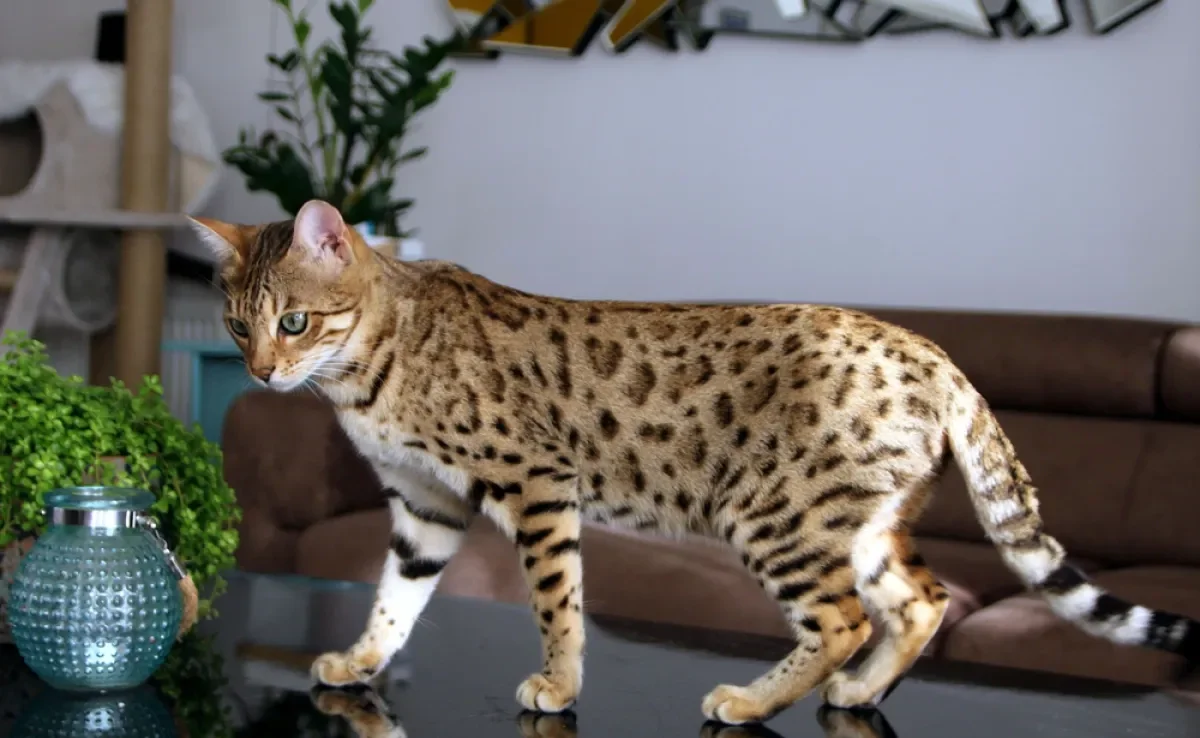 A aparência do gato Bengal é semelhante a de um leopardo