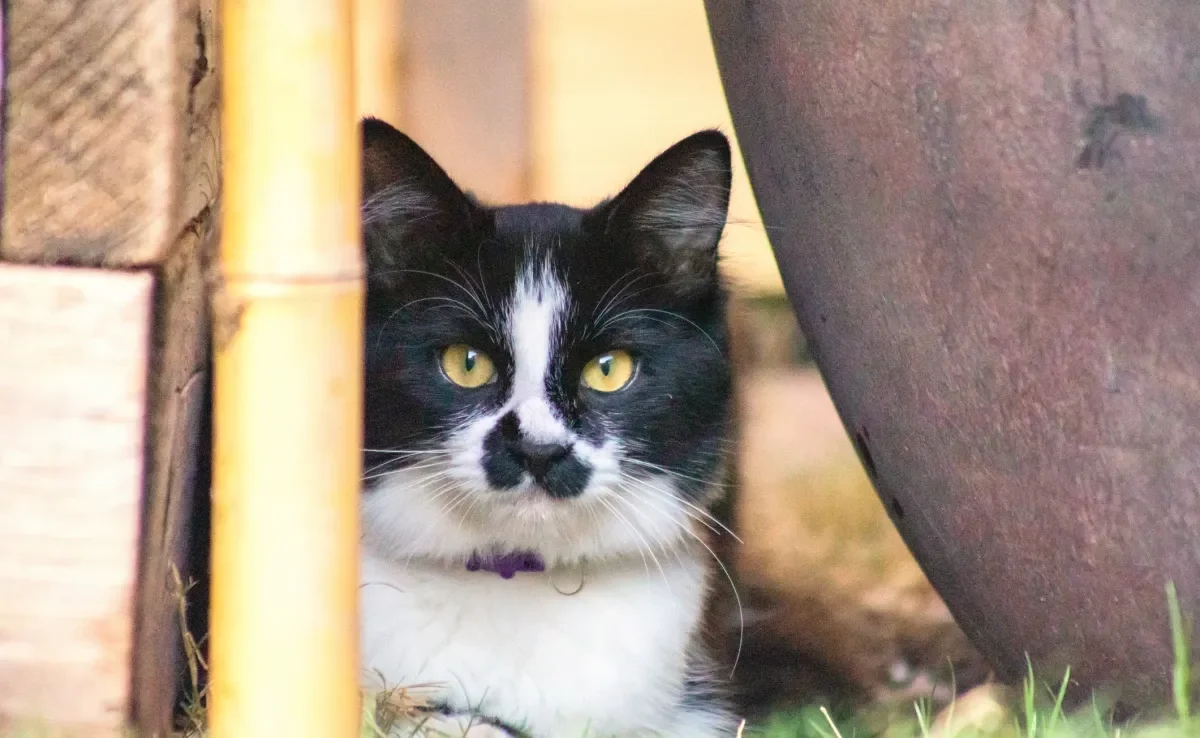 O gato frajola não é uma raça, é um apelido para bichanos de cor preta e branca