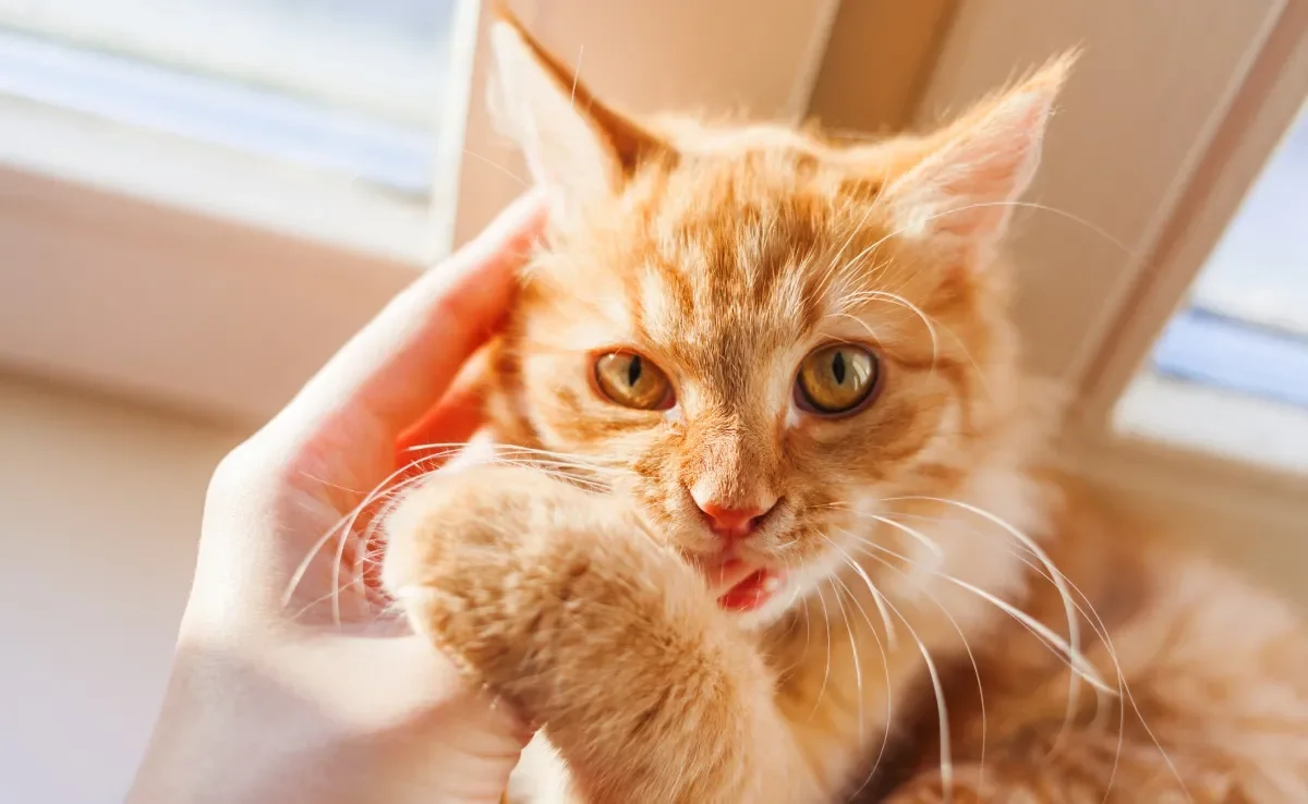 Todo gato laranja carrega a fama de ser bagunceiro, mas será que isso é verdade? 