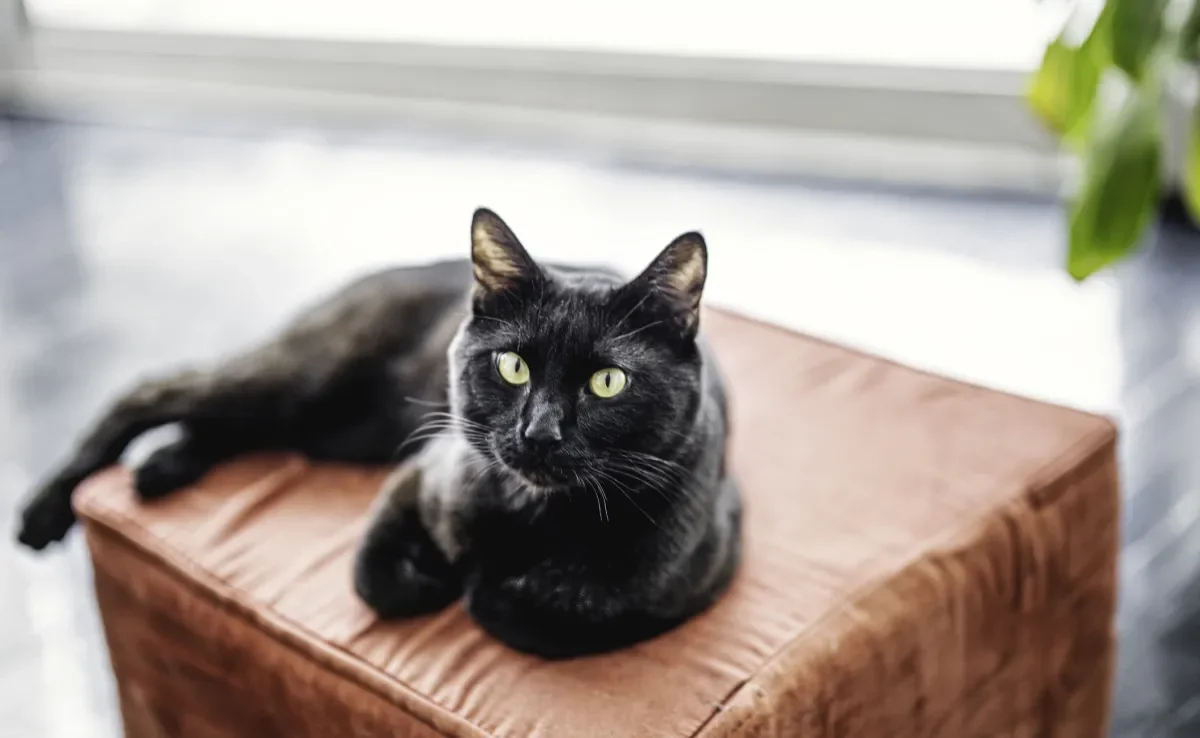 Adotar um gato preto é uma atitude que vai mudar a sua vida