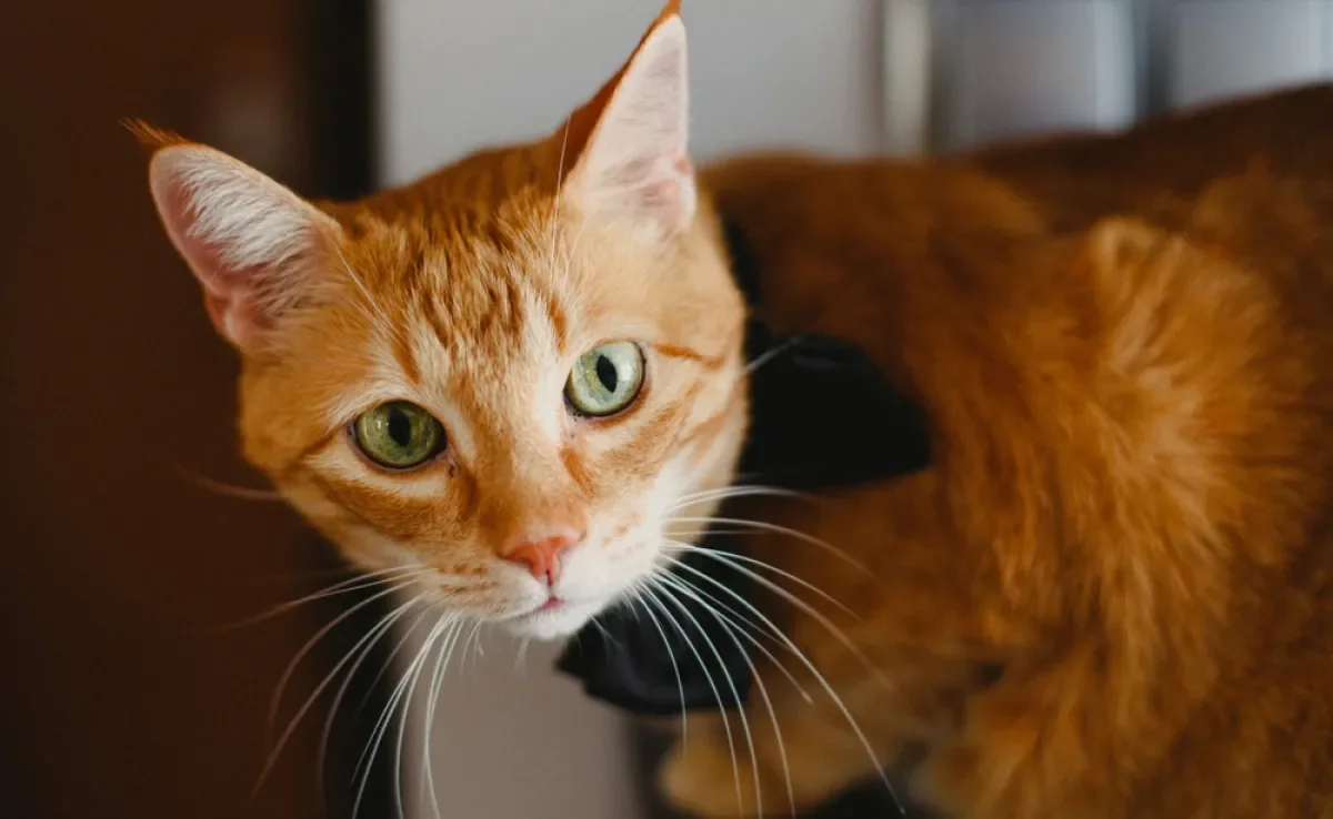 O gato amarelo tem uma personalidade cativante e vai te conquistar